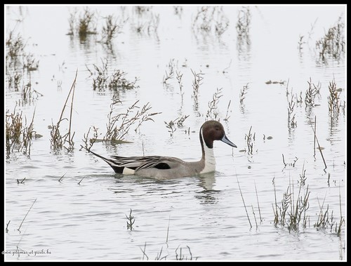 Canard pilet